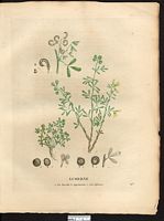 Luserne (sic) en faucille (Medicago falcata), luzerne en faux (Medicago falcata). Cliquer pour agrandir l'image. Luserne (sic) en faucille (Medicago falcata), luzerne en faux (Medicago falcata). Cliquer pour agrandir l'image.