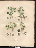 Luserne (sic) lupuline (Medicago lupulina), luzerne lupuline (Medicago lupulina). Cliquer pour agrandir l'image. Luserne (sic) lupuline (Medicago lupulina), luzerne lupuline (Medicago lupulina). Cliquer pour agrandir l'image.