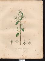 Mespilus amelanchier. amelanchier ovalis. Cliquer pour agrandir l'image. Mespilus amelanchier. amelanchier ovalis. Cliquer pour agrandir l'image.