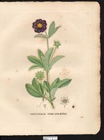 Potentilla atro-sanguinea, potentilla argyrophylla. Cliquer pour agrandir l'image. Potentilla atro-sanguinea, potentilla argyrophylla. Cliquer pour agrandir l'image.
