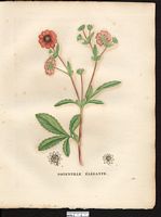 Potentilla formosa. Potentilla nepalensis. Cliquer pour agrandir l'image. Potentilla formosa. Potentilla nepalensis. Cliquer pour agrandir l'image.