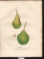 Pyrus communis. Cliquer pour agrandir l'image. Pyrus communis. Cliquer pour agrandir l'image.