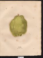Pyrus communis. Cliquer pour agrandir l'image. Pyrus communis. Cliquer pour agrandir l'image.
