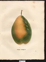 Pyrus communis. Cliquer pour agrandir l'image. Pyrus communis. Cliquer pour agrandir l'image.