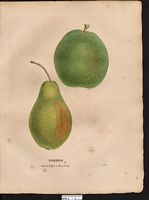 Pyrus communis. Cliquer pour agrandir l'image. Pyrus communis. Cliquer pour agrandir l'image.