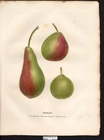 Pyrus communis. Cliquer pour agrandir l'image. Pyrus communis. Cliquer pour agrandir l'image.