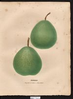 Pyrus communis. Cliquer pour agrandir l'image. Pyrus communis. Cliquer pour agrandir l'image.