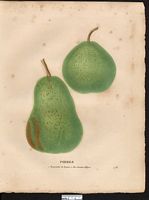 Pyrus communis. Cliquer pour agrandir l'image. Pyrus communis. Cliquer pour agrandir l'image.