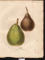 Pyrus communis. Cliquer pour agrandir l'image. Pyrus communis. Cliquer pour agrandir l'image.