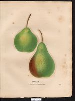 Pyrus communis. Cliquer pour agrandir l'image. Pyrus communis. Cliquer pour agrandir l'image.