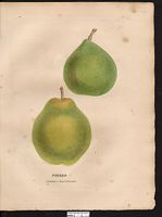 Pyrus communis. Cliquer pour agrandir l'image. Pyrus communis. Cliquer pour agrandir l'image.