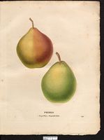 Pyrus communis. Cliquer pour agrandir l'image. Pyrus communis. Cliquer pour agrandir l'image.