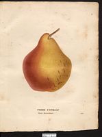 Pyrus communis. Cliquer pour agrandir l'image. Pyrus communis. Cliquer pour agrandir l'image.