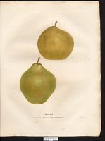 Pyrus communis. Cliquer pour agrandir l'image. Pyrus communis. Cliquer pour agrandir l'image.