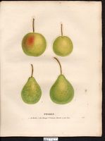Pyrus communis. Cliquer pour agrandir l'image. Pyrus communis. Cliquer pour agrandir l'image.