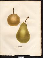 Pyrus communis. Cliquer pour agrandir l'image. Pyrus communis. Cliquer pour agrandir l'image.