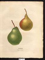 Pyrus communis. Cliquer pour agrandir l'image. Pyrus communis. Cliquer pour agrandir l'image.