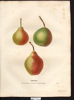 Pyrus communis. Cliquer pour agrandir l'image. Pyrus communis. Cliquer pour agrandir l'image.