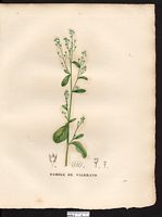 Samolus valerandi. Cliquer pour agrandir l'image. Samolus valerandi. Cliquer pour agrandir l'image.