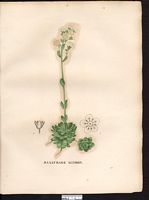 Saxifraga aizoon. Saxifraga paniculata. Cliquer pour agrandir l'image. Saxifraga aizoon. Saxifraga paniculata. Cliquer pour agrandir l'image.