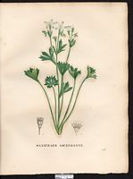 Saxifraga ascendens. Cliquer pour agrandir l'image. Saxifraga ascendens. Cliquer pour agrandir l'image.