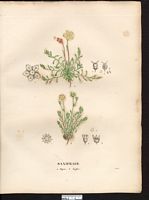 Saxifraga caespitosa. Saxifraga cespitosa. Cliquer pour agrandir l'image. Saxifraga caespitosa. Saxifraga cespitosa. Cliquer pour agrandir l'image.
