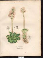 Saxifrage cunéiforme (Saxifraga cuneifolia), saxifrage à feuilles en coin (Saxifraga cuneifolia). Cliquer pour agrandir l'image. Saxifrage cunéiforme (Saxifraga cuneifolia), saxifrage à feuilles en coin (Saxifraga cuneifolia). Cliquer pour agrandir l'image.