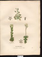 Saxifrage sillonée (sic) (Saxifraga exarata), saxifrage sillonnée (Saxifraga exarata). Cliquer pour agrandir l'image. Saxifrage sillonée (sic) (Saxifraga exarata), saxifrage sillonnée (Saxifraga exarata). Cliquer pour agrandir l'image.