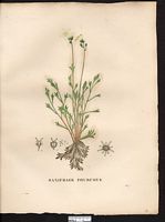 Saxifraga furcata. Cliquer pour agrandir l'image. Saxifraga furcata. Cliquer pour agrandir l'image.