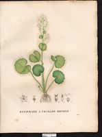 Saxifraga rotundifolia. Cliquer pour agrandir l'image. Saxifraga rotundifolia. Cliquer pour agrandir l'image.