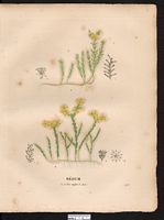 Sedum acre. Cliquer pour agrandir l'image. Sedum acre. Cliquer pour agrandir l'image.