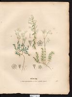 Sédum à feuilles épaisses (Sedum dazyphillum). Cliquer pour agrandir l'image. Sédum à feuilles épaisses (Sedum dazyphillum). Cliquer pour agrandir l'image.