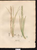 Troscart des marais (Triglochin palustre), troscart des marais (Triglochin palustris). Cliquer pour agrandir l'image. Troscart des marais (Triglochin palustre), troscart des marais (Triglochin palustris). Cliquer pour agrandir l'image.