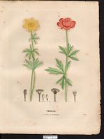 Trolle d'Asie (Trollius asiaticus). Cliquer pour agrandir l'image. Trolle d'Asie (Trollius asiaticus). Cliquer pour agrandir l'image.