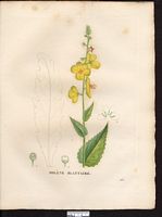 Verbascum blattaria. Cliquer pour agrandir l'image. Verbascum blattaria. Cliquer pour agrandir l'image.