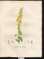 Verbascum chaixi. Cliquer pour agrandir l'image. Verbascum chaixi. Cliquer pour agrandir l'image.