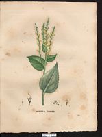 Verbascum nigrum. Cliquer pour agrandir l'image. Verbascum nigrum. Cliquer pour agrandir l'image.