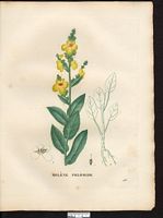 Verbascum phlomoides. Cliquer pour agrandir l'image. Verbascum phlomoides. Cliquer pour agrandir l'image.