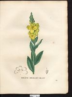 Verbascum thapsus. Cliquer pour agrandir l'image. Verbascum thapsus. Cliquer pour agrandir l'image.
