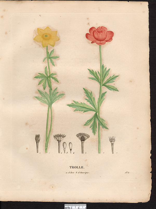Trolle d'Asie (Trollius asiaticus), Trolle de Ledebour (Trollius ledebouri)