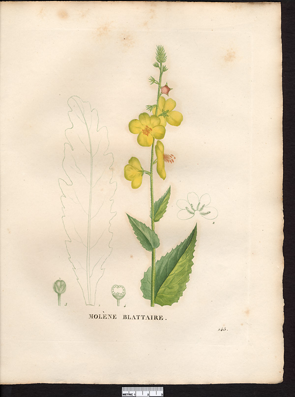 Verbascum blattaria
