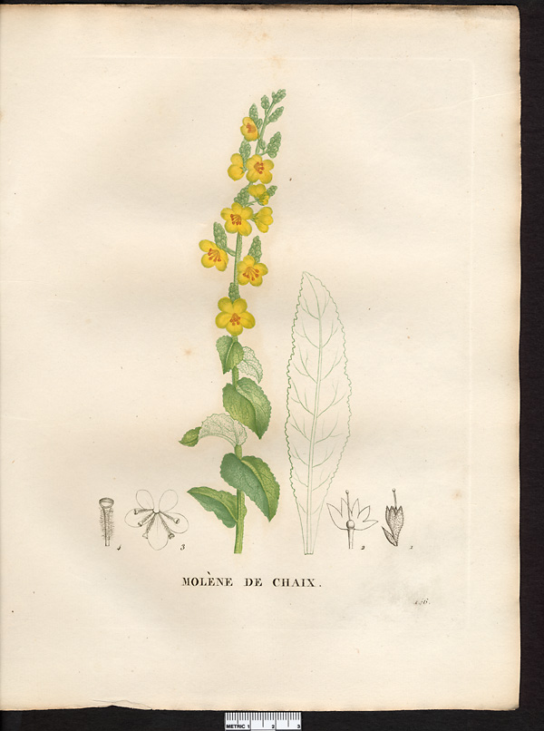 Verbascum chaixii