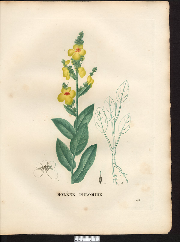 Verbascum phlomoides