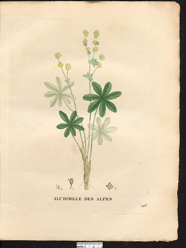 Alchemilla alpina