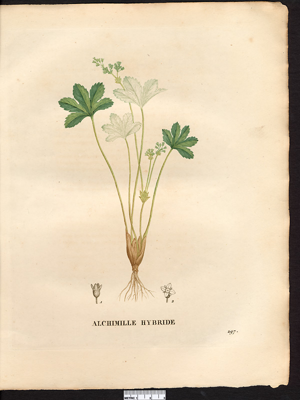 Alchemilla hybrida