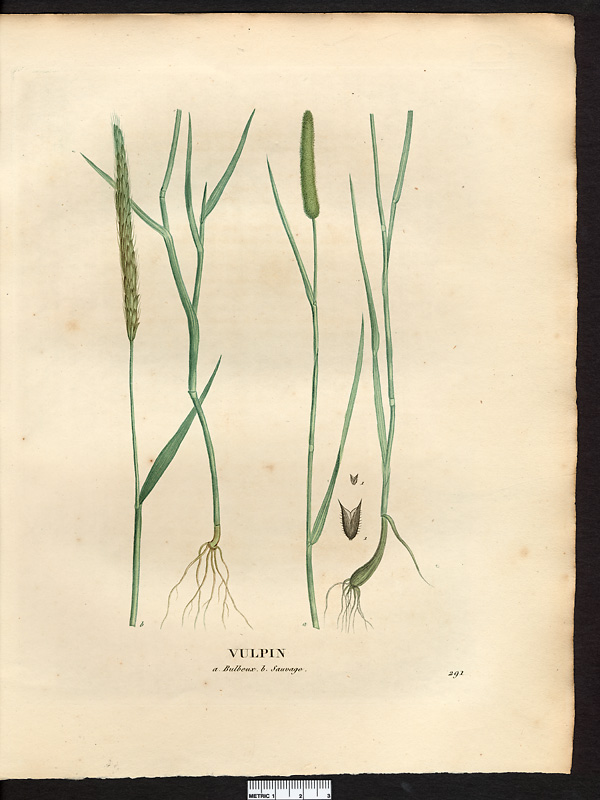 Vulpin sauvage (Alopecurus agrestis), vulpin des champs (Alopecurus myosuroides)