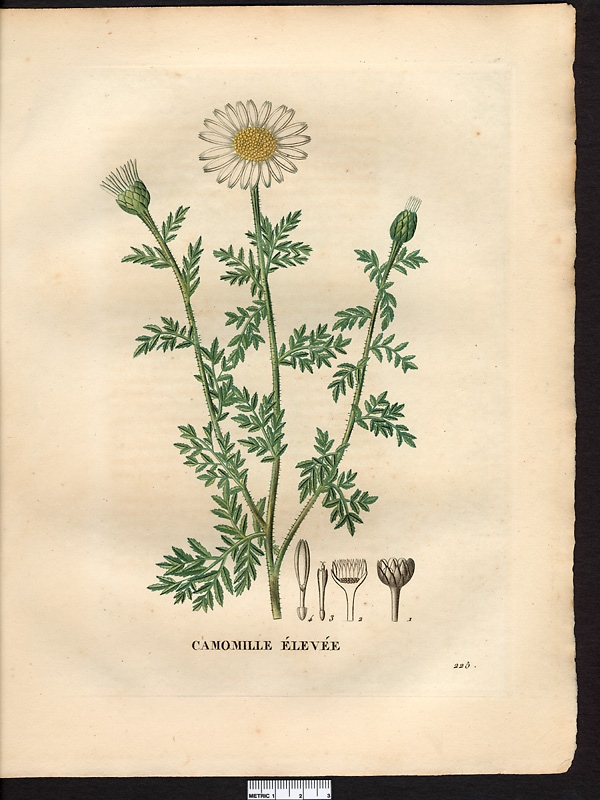 Anthemis altissima
