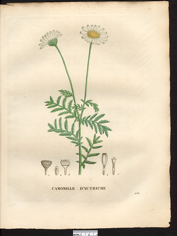 Anthemis austriaca