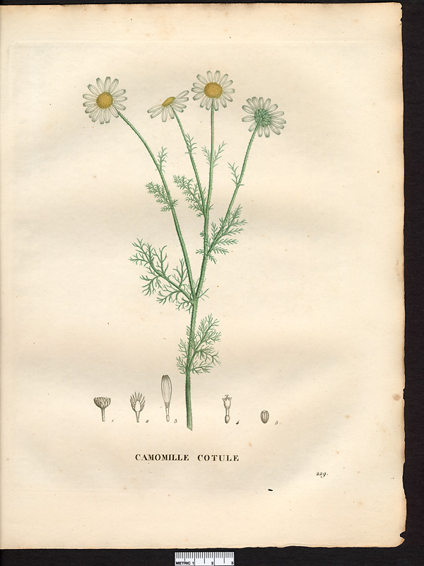 Anthemis cotula