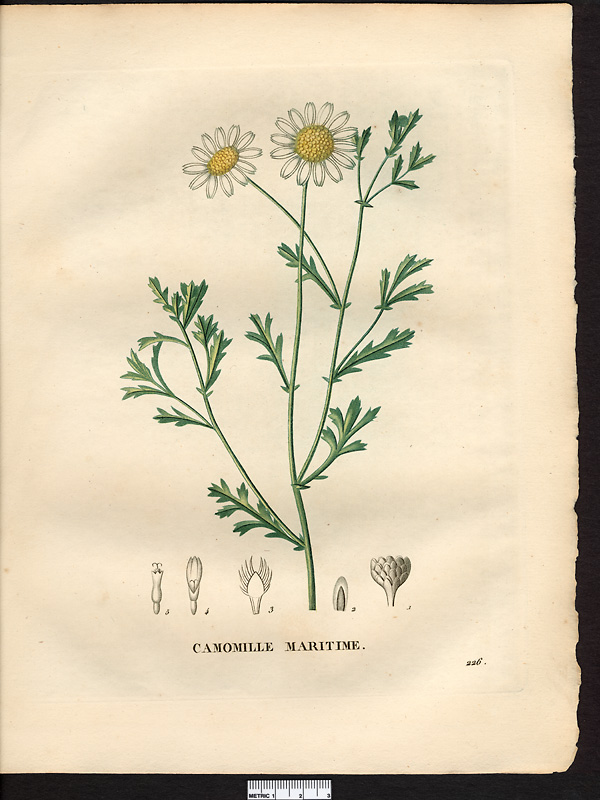 Anthemis maritima